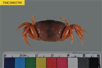 藏品(北方丑招潮蟹)的圖片